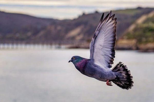 Comment exposer et vendre ses photos artistiques ?